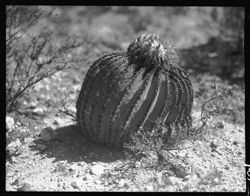 Hassock cactus (Globe cactus)