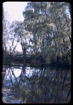 Reflecting Willows  C.W. Cushman Arboretum W