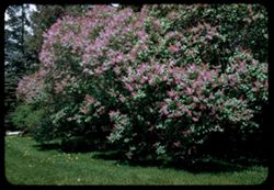 Lilac near Thornhill bldg. Arb. W.
