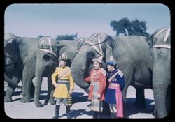 Ringling Circus Elephants, Hugo Schmidt and assistants