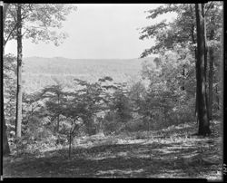 View from Lutz home looking east (orig. neg.)