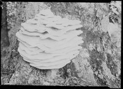 Mushroom on tree, shelve effect