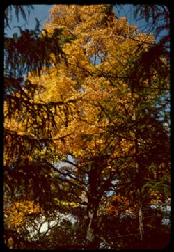 The upper part of Arboretum's great Sugar Maple seen  through the Larches