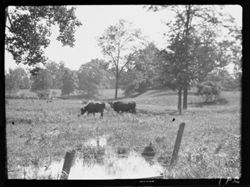 Cows in field along railroad, Danville trip