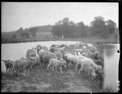 Sheep at fish ponds