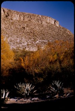 Century plant, willows and comb of high ridge along Rio Grande as seen from Boquillas ranger station.  Big Bend Nat'l Park.