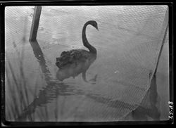 Black swan captured at Hollybrook Lake