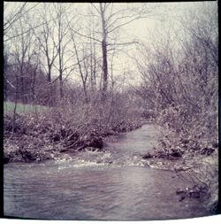 View of river with trees