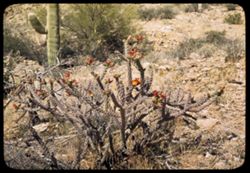 Blooming cholla in Tucson Mtns.