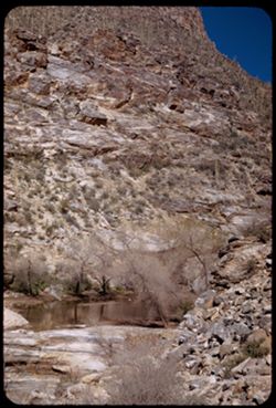 Pool above small dam - with trees and rocks. Sabino canyon near Tucson, Ariz.