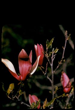 Black lily magnolia San Leandro