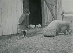 Girl watching pigs