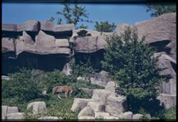 Tiger prowls at Brookfield Zoo.