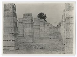 Item 0174. View of the colonnade. Temple of the Warriors, from ground level, looking down a row of pillars. One large tree visible over the tops of the pillars, brush and a smaller tree visible at end of row.