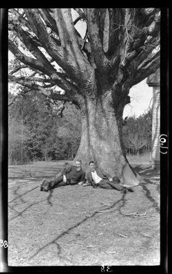 White oak tree trunk, Battle Ground near Greensboro, N.C., April 1906, 12 noon
