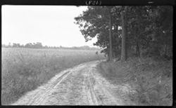 Road from Jamestown Island, Aug. 30, 1910, 2:40 p.m.