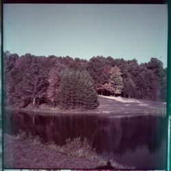 Body of water with evergreen trees