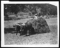 A sled load of Blue Ridge Mountain hay