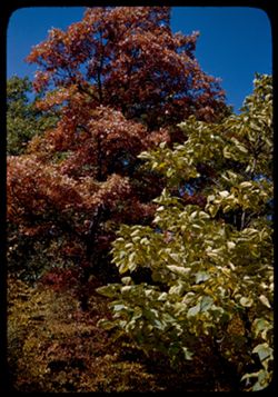 Red leaves of White Oak and green leaves of Catalpa Ovata Arboretum