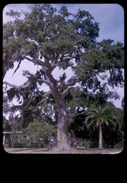 One of the great spreading live Oaks along Gulf coast at Biloxi, Miss.