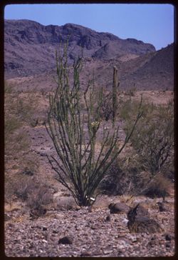 Ocotillo, Saguaro, and distant mountains  Western Arizona - vicinity Quartzsite