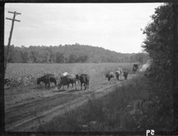 Cattle along New Bellsville road