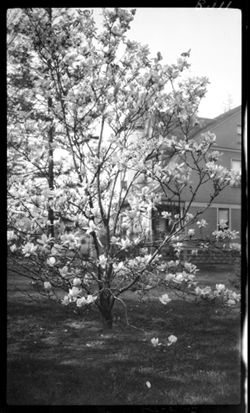 Magnolia tree at Ft. Wayne