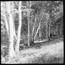 Road with white birches, Shelburne, N.H.