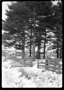 Pine trees at McGrayel home