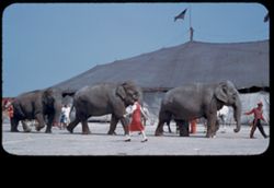Elephants  Ringling Circus