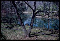Lake Marmo Reflection seen through Ironwood Arboretum