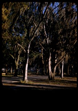 Sun lit trees in Audubon Park New Orleans