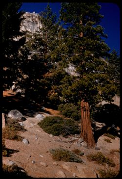 Redwood beside Calif. Hwy 108 through Sonora Pass - high Sierras, Tuolumne co., California.