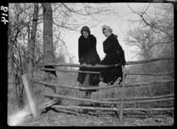 Beryl and Nellie on fence