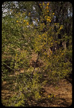Mesquite in bloom Santa Catalina Mtns. ARIZONA
