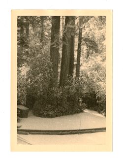 Tree lined pathway at Bohemian Grove