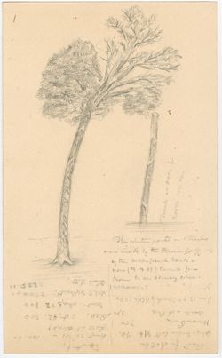 “Maple Tree Struck by Lightning,” circa July 1887
