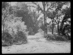 Approach to Bear Creek, picnic grounds