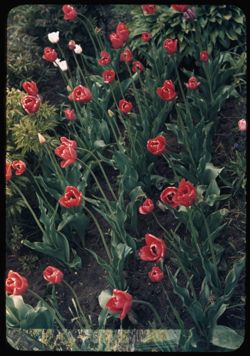 Oconomowoc Red tulips.