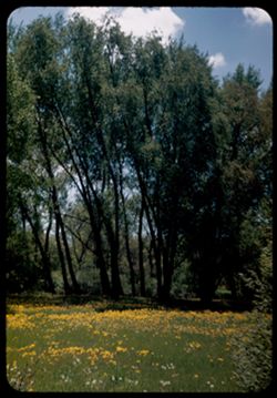 Dandelions + Willows along Du Page river. Arb. W.
