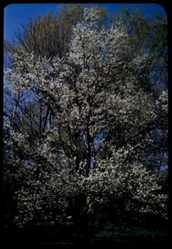 Japanese Plum Prunus Salicina