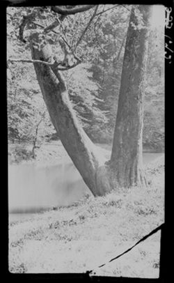 Beech tree along stream, Cherokee Park, Louisville