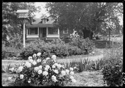 Peonies in Grandma Lewis place, showing house in rear