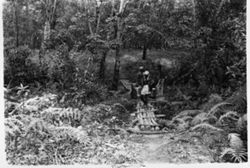 Two tappers crossing log bridge in plantation