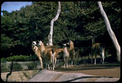 Llamas Fleishhacker Zoo