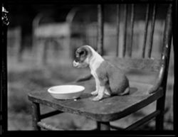 Pup looking at dish