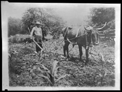Man in field with plow and ox