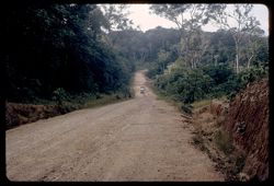 Entering a virgin rain forest (few remaining in the world)