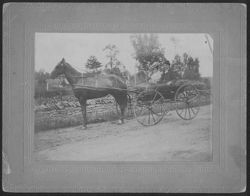 Harvey Carmichael (Howard Carmichael's brother) and his wife seated on a horse and buggy.