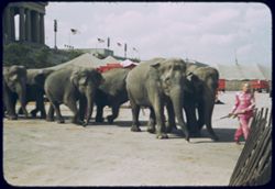No canvas but plenty of elephants by Soldier Field